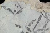 Plate Of Silurian Fossil Algae (Leveillites) - Estonia #91897-2